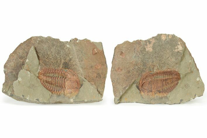 Bright Orange Hamatolenus Trilobite - Pos/Neg Split! #234627